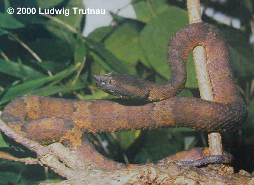 Trimeresurus borneensis Bild01